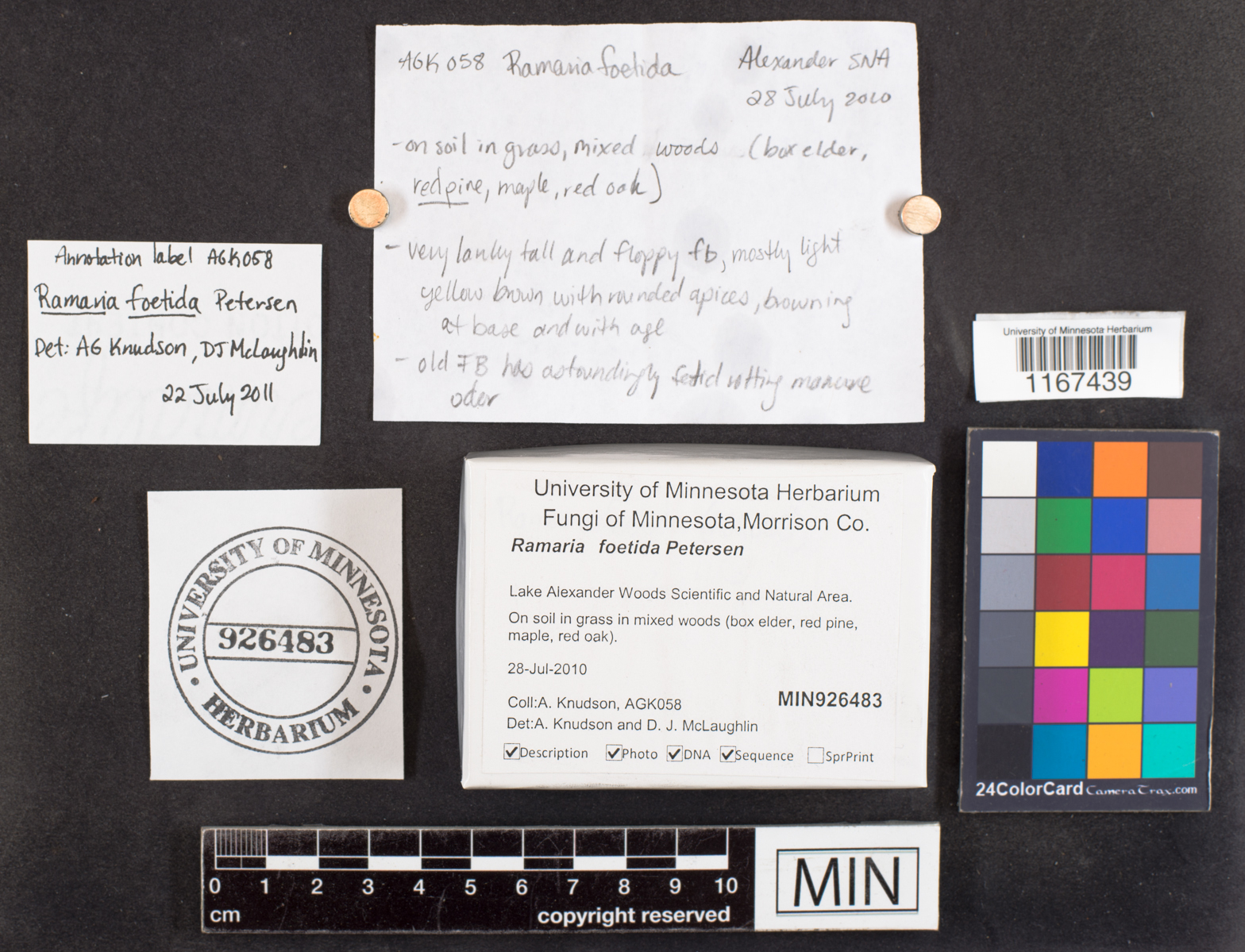 Ramaria foetida image