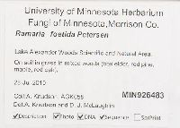 Ramaria foetida image