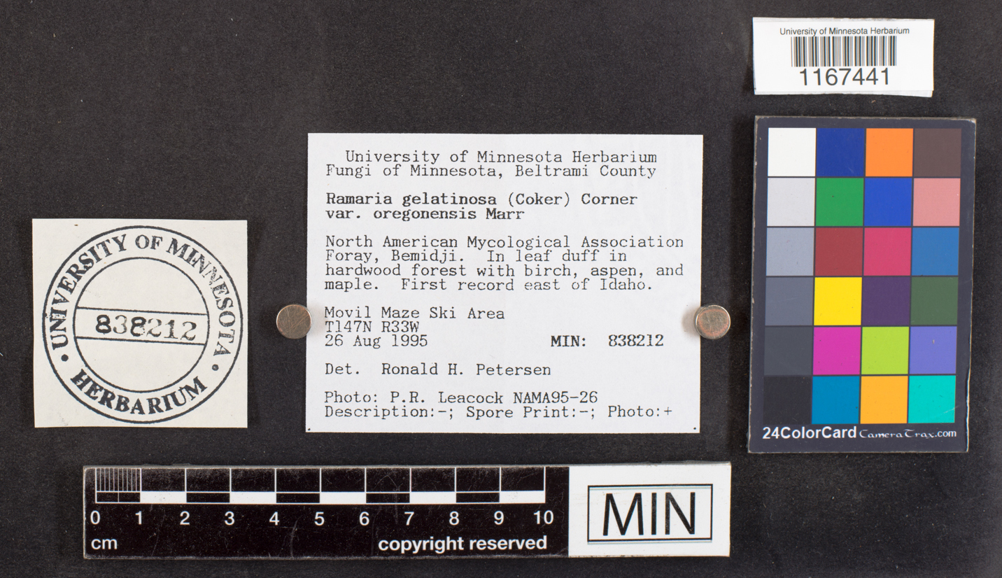 Ramaria gelatinosa var. oregonensis image