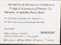 Ramaria gracilis image