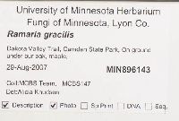 Ramaria gracilis image