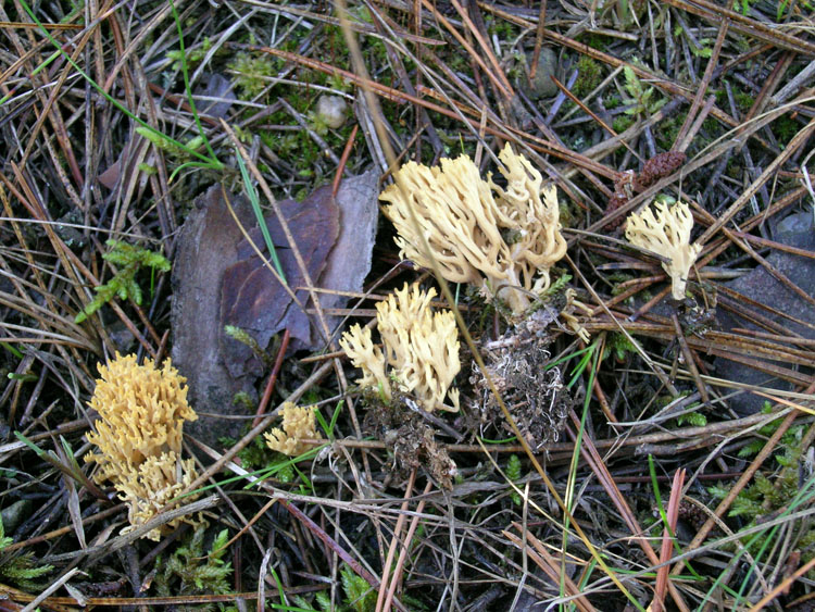 Ramaria myceliosa image