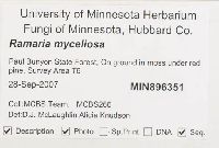 Ramaria myceliosa image