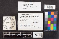 Ramaria myceliosa image