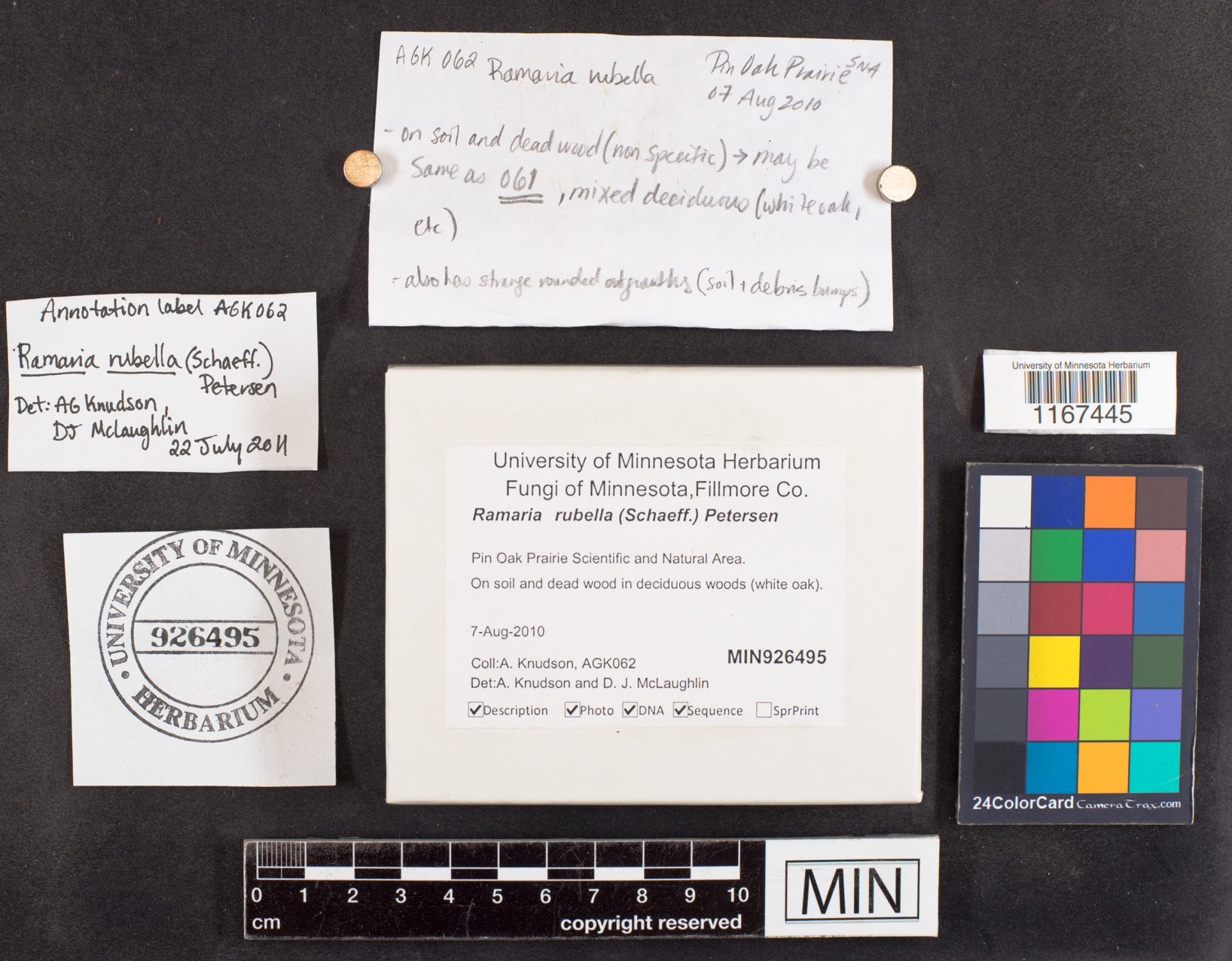 Ramaria rubella image