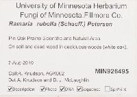 Ramaria rubella image