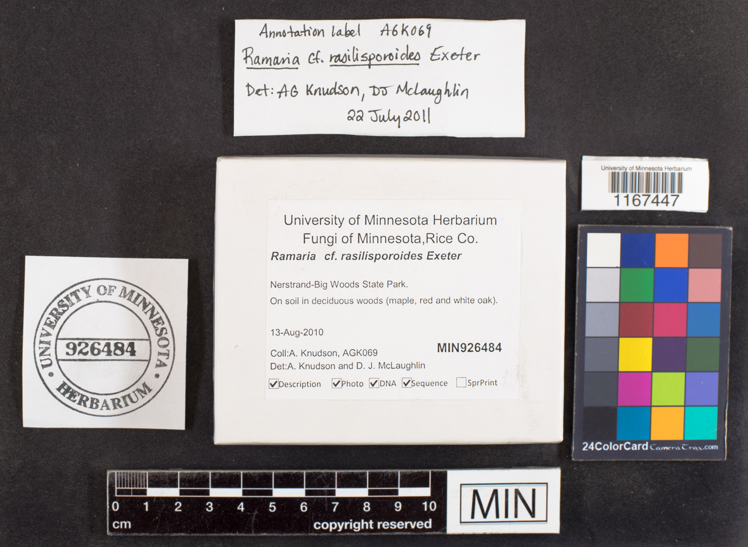 Ramaria rasilisporoides image