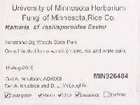 Ramaria rasilisporoides image