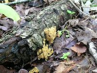 Ramaria myceliosa image