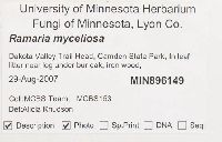 Ramaria myceliosa image