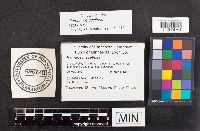 Ramaria myceliosa image