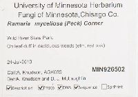 Ramaria myceliosa image