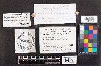 Ramaria myceliosa image