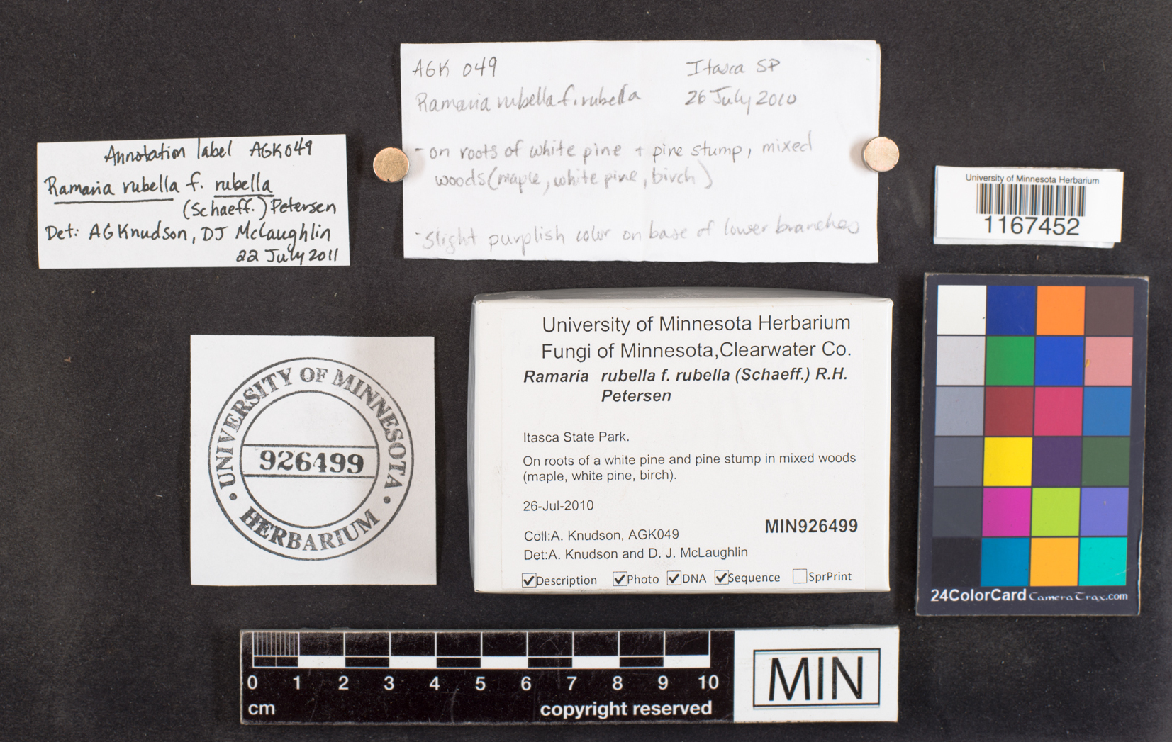 Ramaria rubella f. rubella image