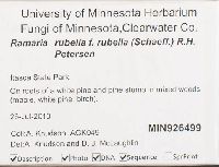 Ramaria rubella f. rubella image