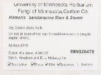 Ramaria sandaracina image