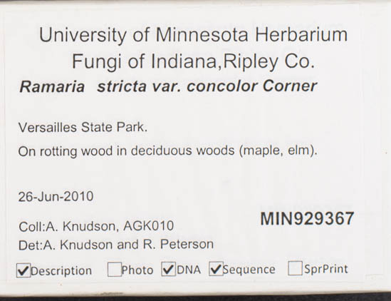 Ramaria stricta image
