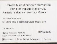 Ramaria stricta var. concolor image