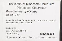Resupinatus applicatus image
