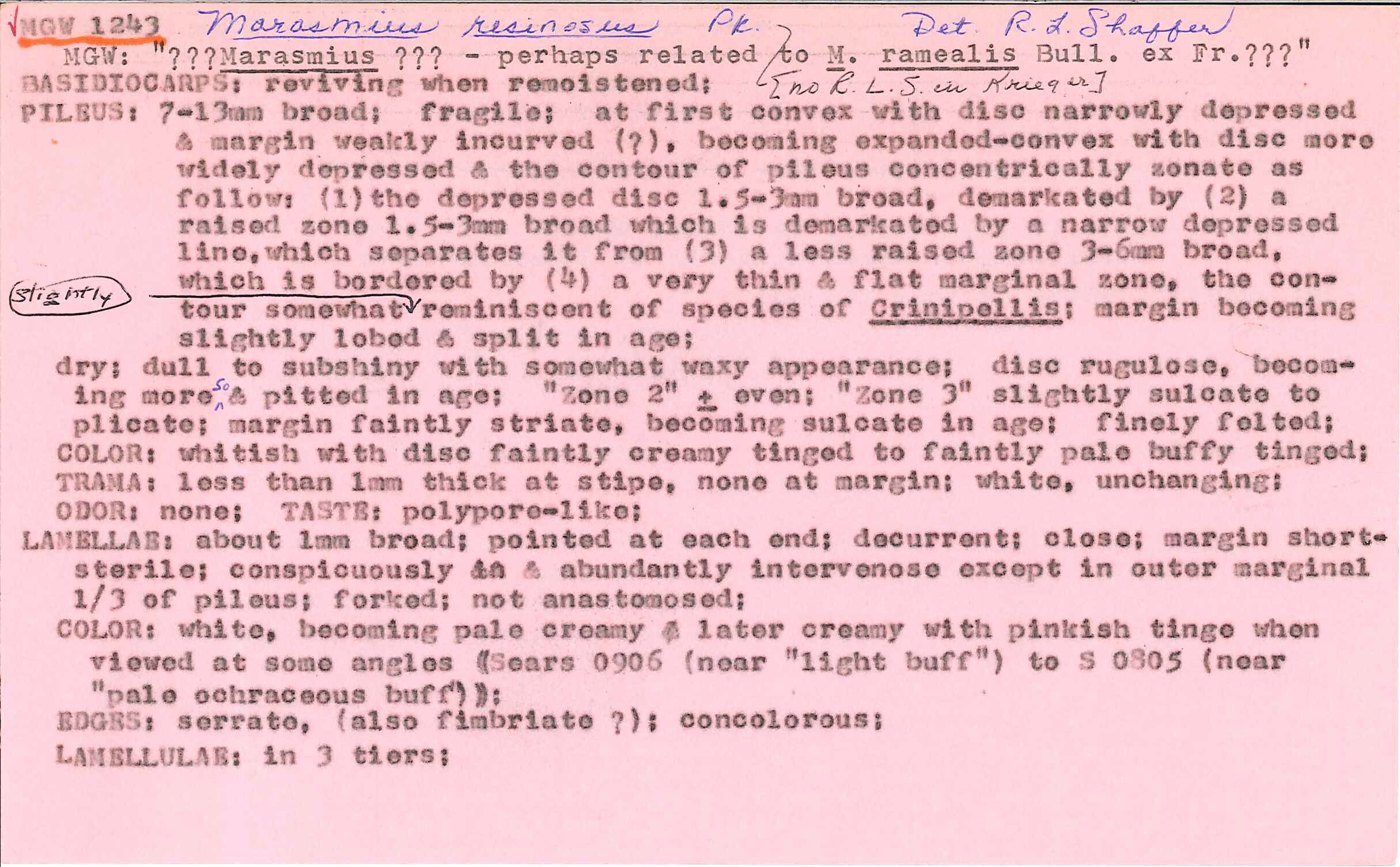 Resinomycena rhododendri image