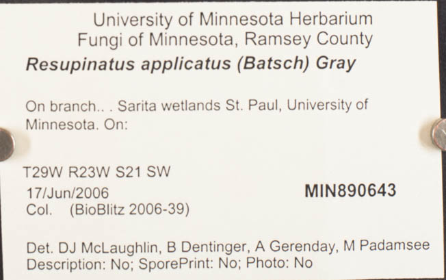 Resupinatus applicatus image