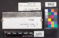 Resupinatus applicatus image