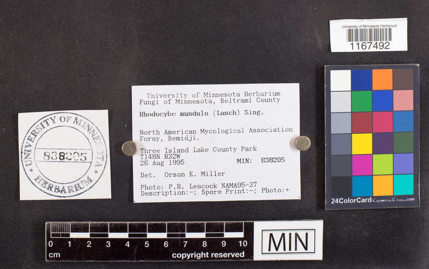 Rhodocybe popinalis image