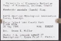 Rhodocybe popinalis image