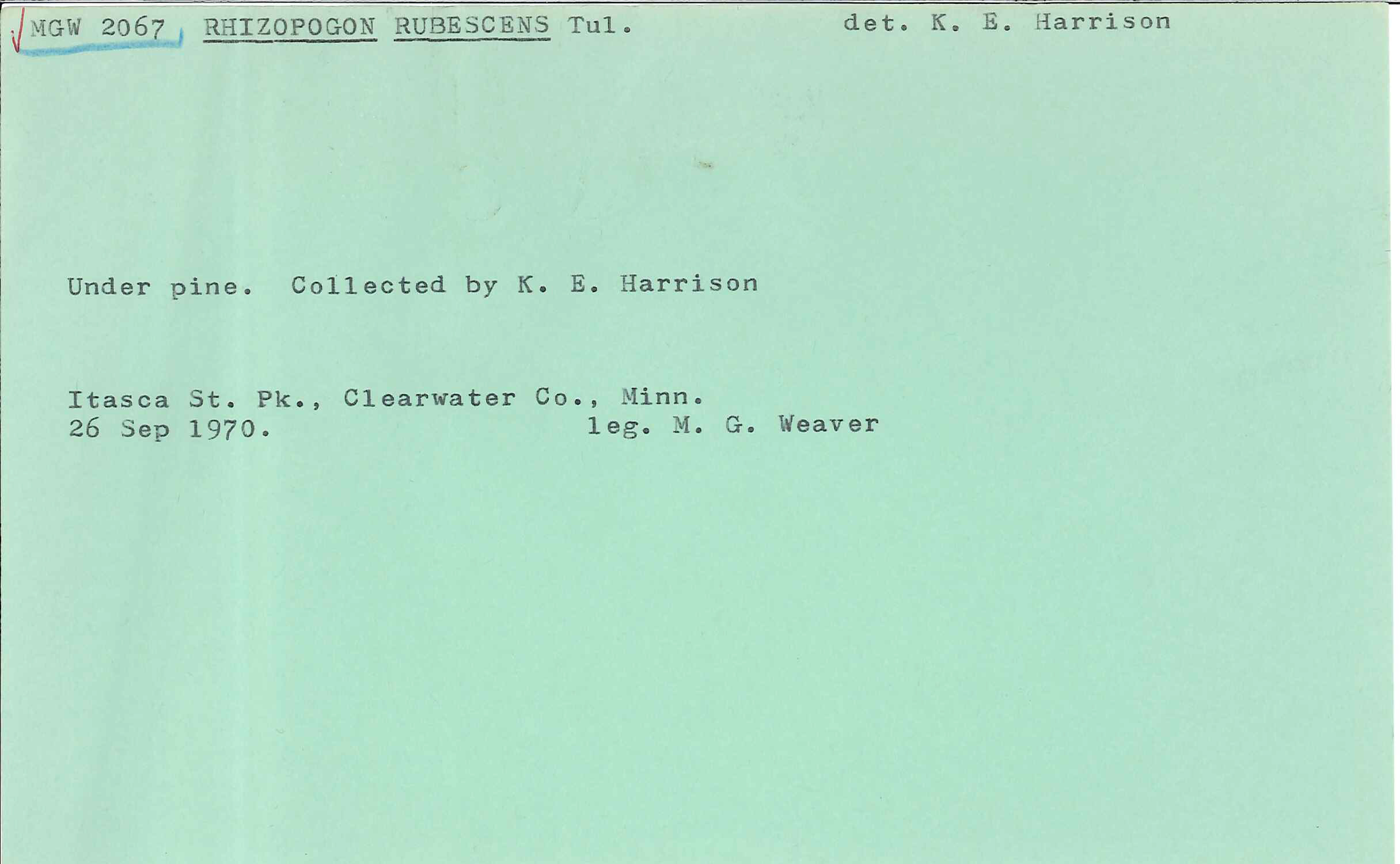 Rhizopogon rubescens image