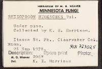 Rhizopogon rubescens image