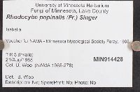 Rhodocybe popinalis image