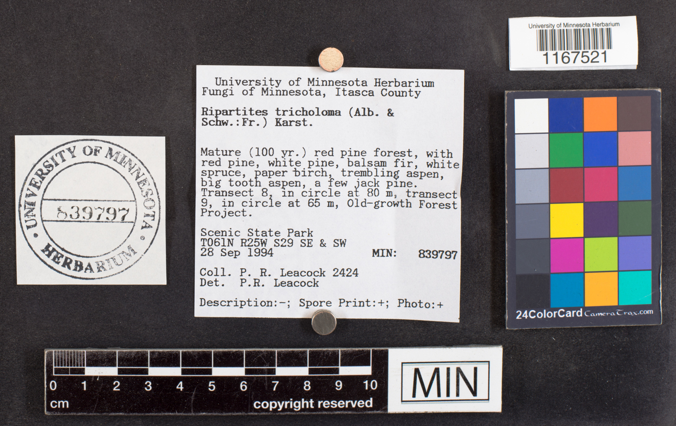 Ripartites tricholoma image