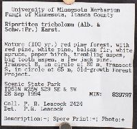 Ripartites tricholoma image