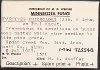 Ripartites tricholoma image