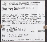 Ripartites tricholoma image