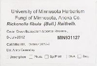 Rickenella fibula image