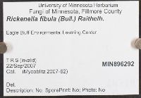 Rickenella fibula image