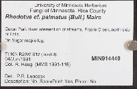 Rhodotus palmatus image