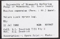 Cortinarius caperatus image