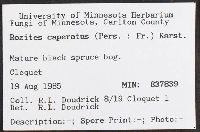 Cortinarius caperatus image