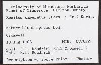 Cortinarius caperatus image