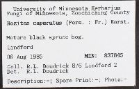 Cortinarius caperatus image