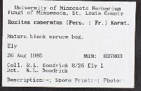 Cortinarius caperatus image