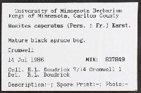 Cortinarius caperatus image