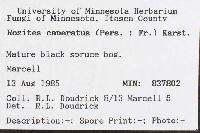 Cortinarius caperatus image