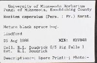 Cortinarius caperatus image