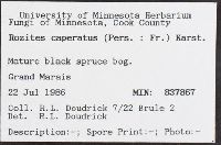 Cortinarius caperatus image