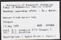 Cortinarius caperatus image