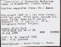 Cortinarius caperatus image