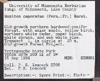 Cortinarius caperatus image